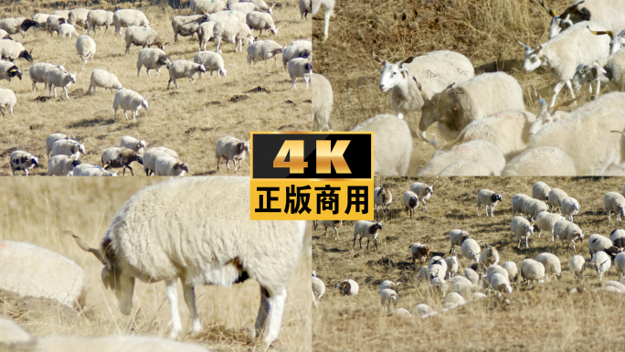 羊群羊绵羊山羊牧场大草原放牧放羊吃草羊肉