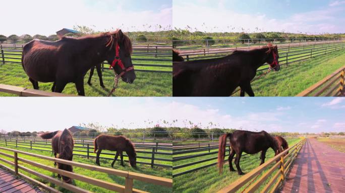 农场动物马吃草