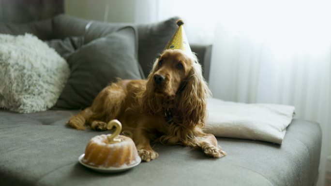 可爱的小狗，戴着派对帽和生日蛋糕