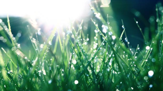 清晨带露珠的绿草希望生命力露水雨水