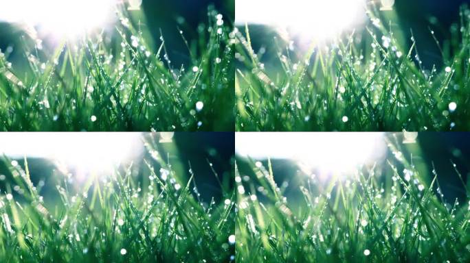 清晨带露珠的绿草希望生命力露水雨水