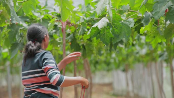 乡村振兴农业种植视频葡萄果园剪枝优选