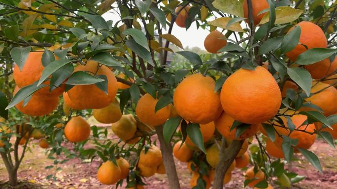 美丽乡村桔子柑橘耙耙柑成熟的果实升格实拍