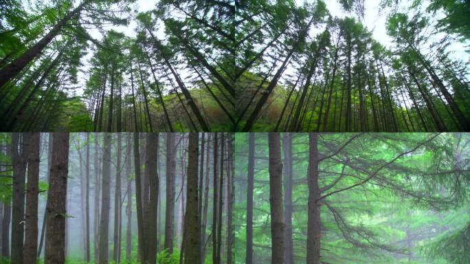 参天古树 有氧森林 迷雾森林