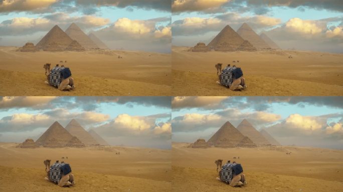 埃及吉萨的骆驼和金字塔。