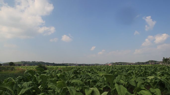 烤烟种植延时 烤烟种植 烟叶种植