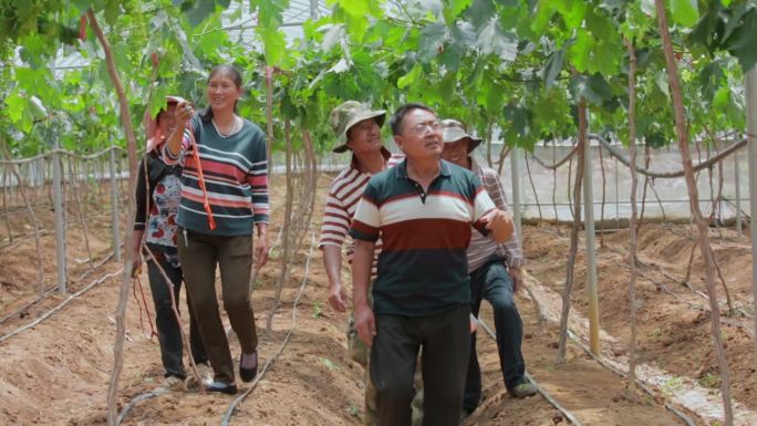 农业种植视频葡萄果园技术员查看果实