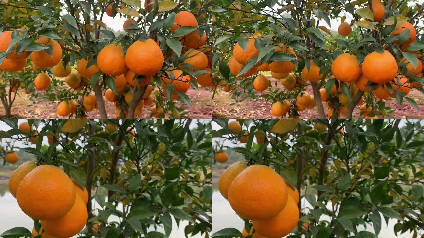 桔子柑橘耙耙柑成熟的果实升格慢动作