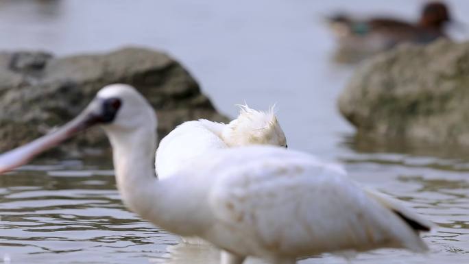 深圳湾红树林保护区黑脸琵鹭洗澡（一）