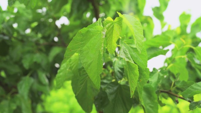 植物树叶下雨小雨60fps