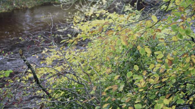 河边树木上的树叶变色
