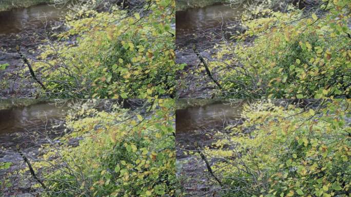 河边树木上的树叶变色