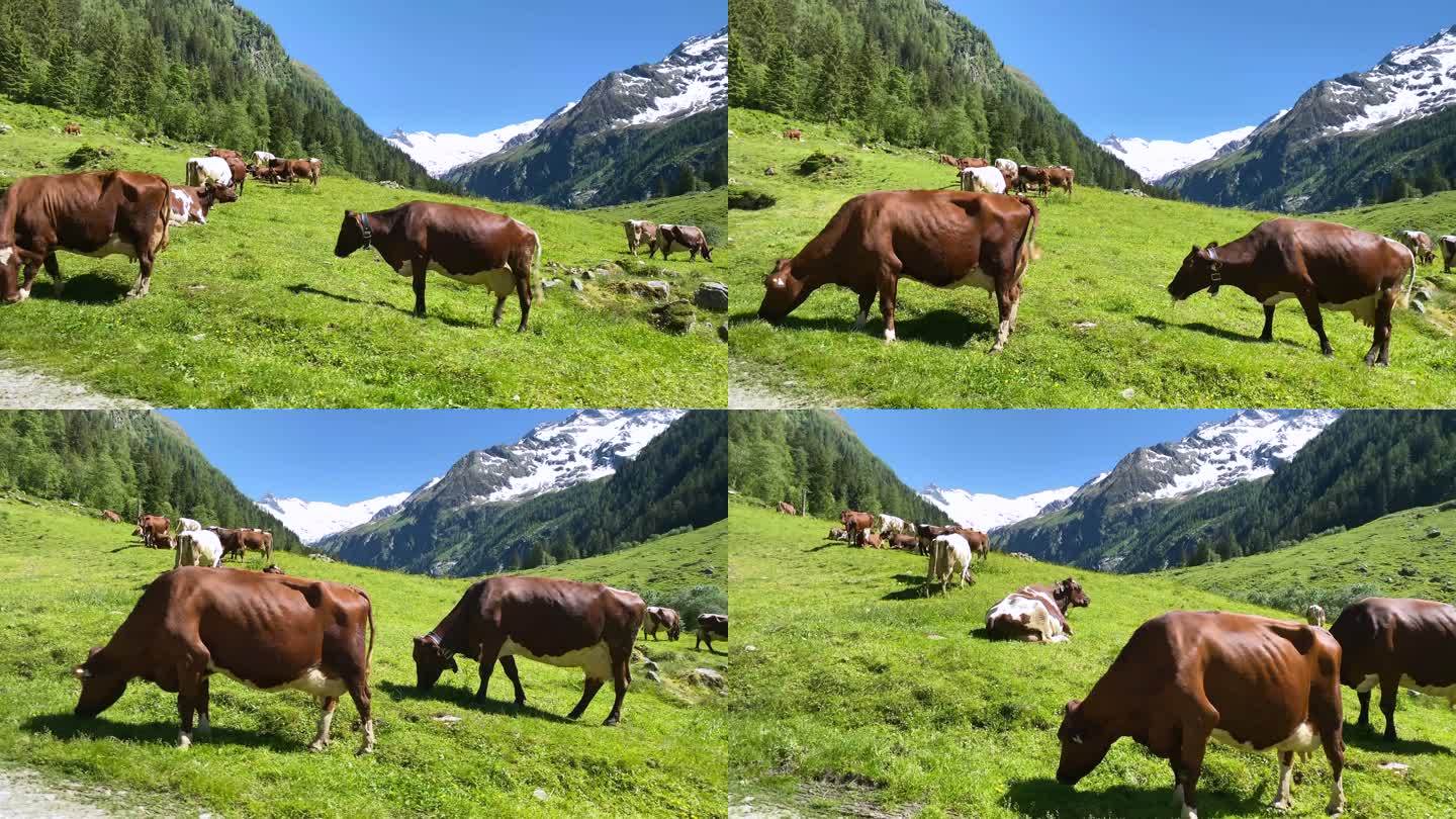 欧洲阿尔卑斯山奶牛