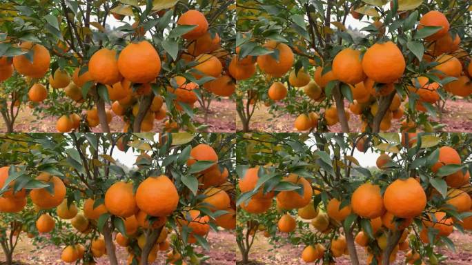 桔子柑橘耙耙柑成熟的果实升格慢动作