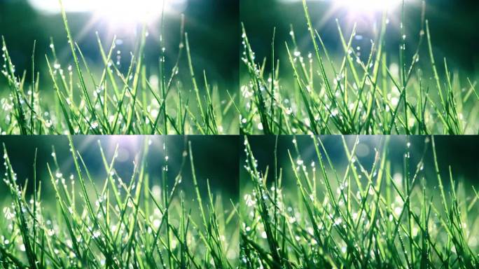 清晨带露珠的绿草清晨露水绿色生态草地