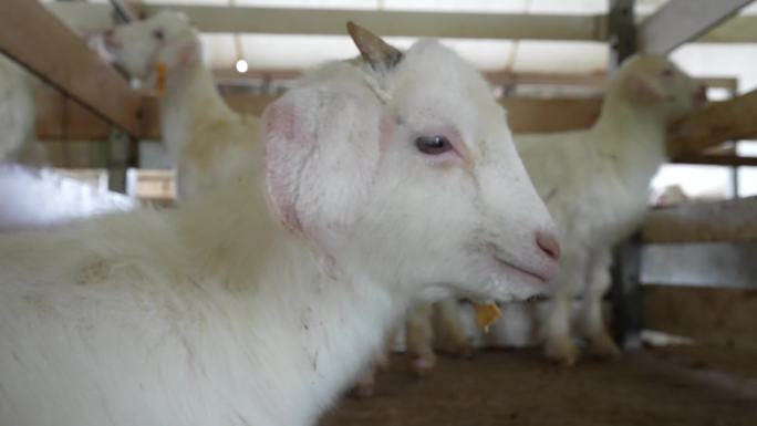 山羊湖羊羊羔圈养畜牧业