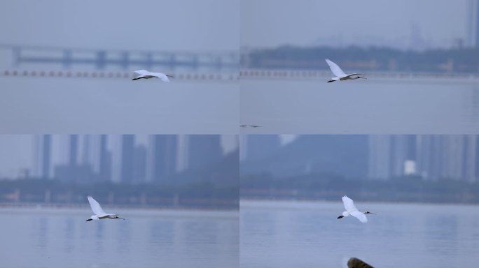 深圳湾红树林保护区飞翔的黑脸琵鹭