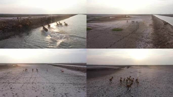 黄海湿地海边滩涂景观航拍