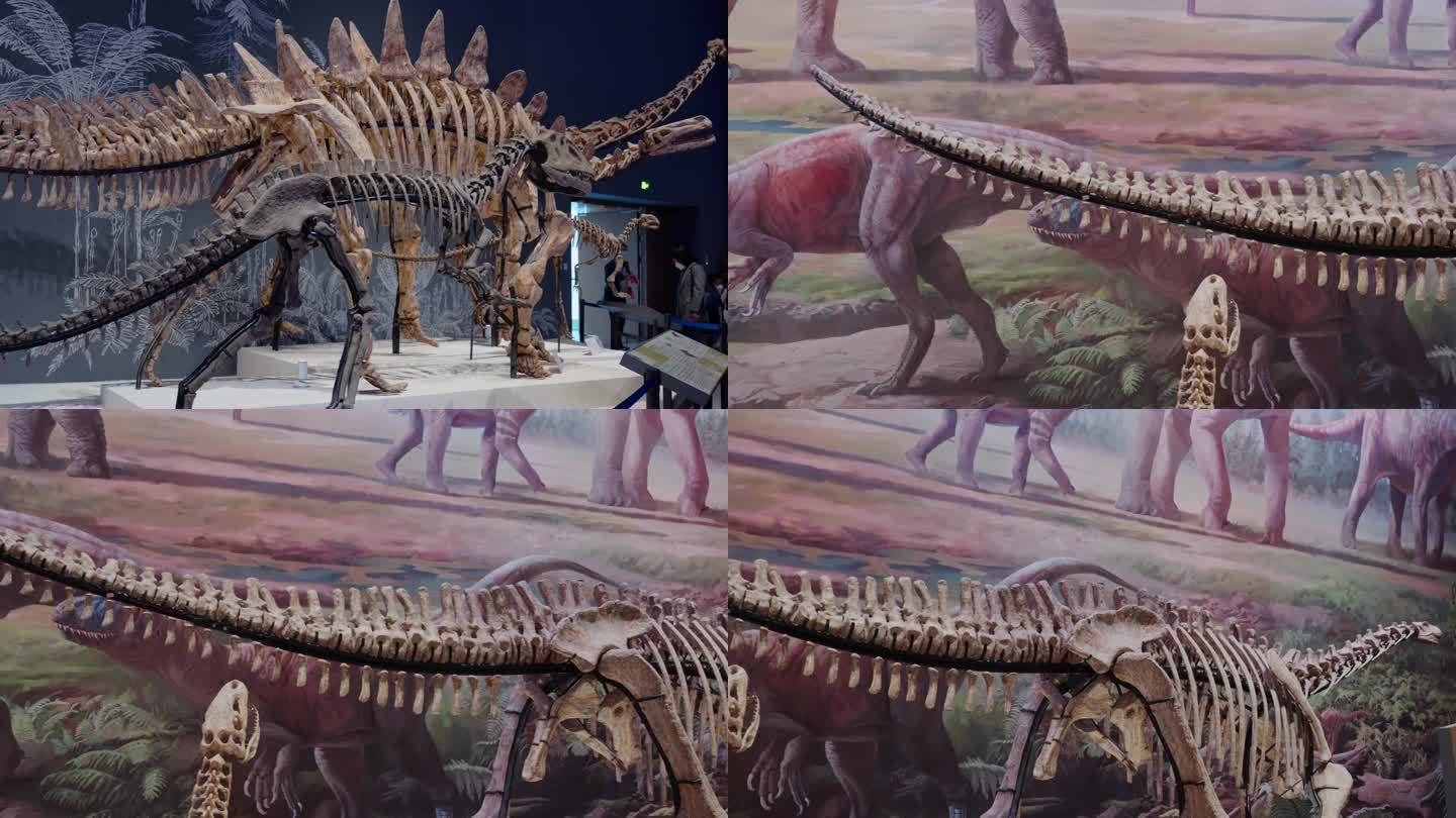 自然博物馆恐龙化石