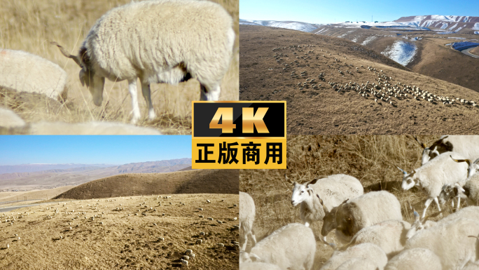 羊绵羊羊群山羊牧场大草原放牧放羊羊肉羊毛