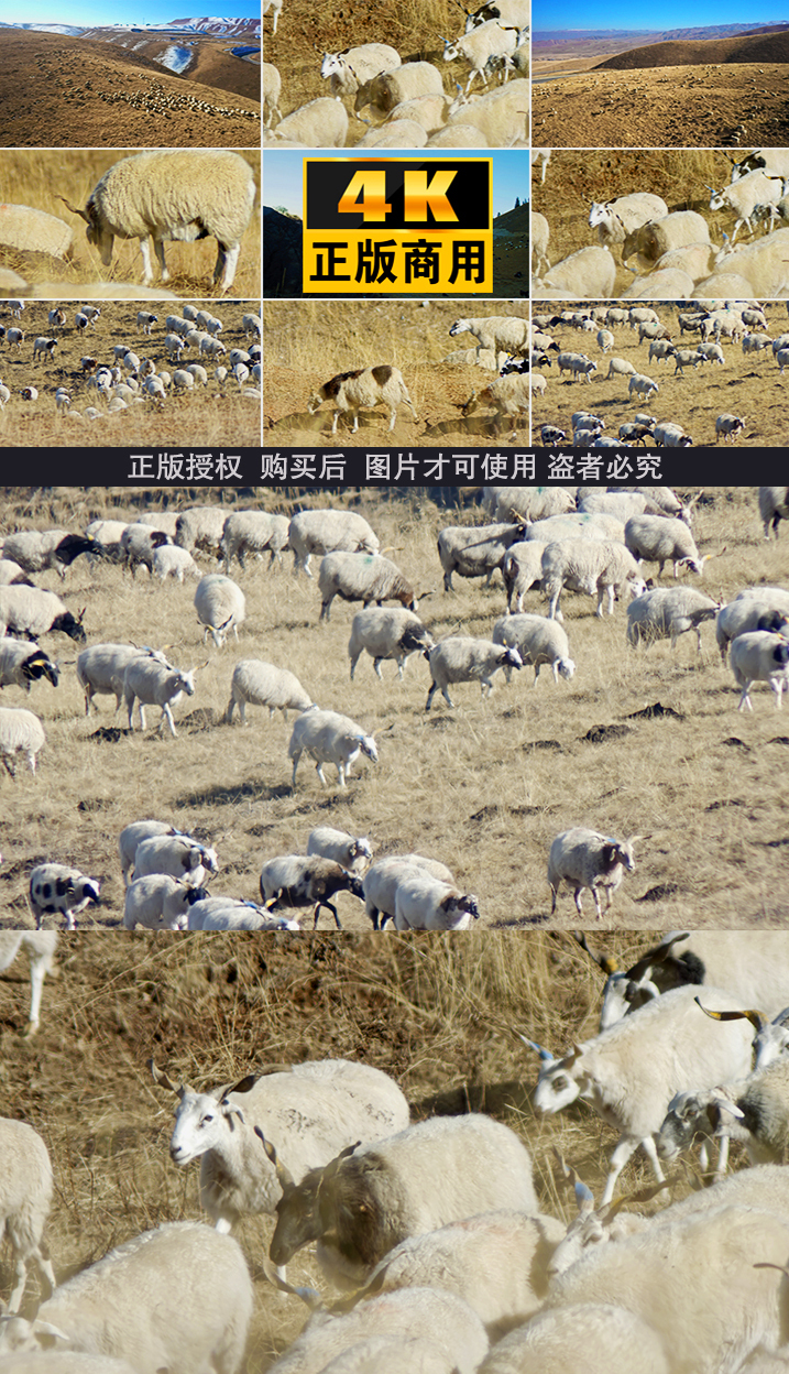 羊绵羊羊群山羊牧场大草原放牧放羊羊肉羊毛
