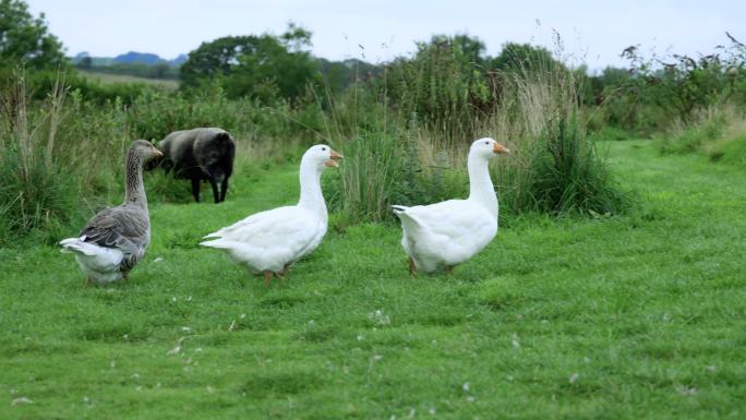 一群白鹅在乡村的河岸上吃草