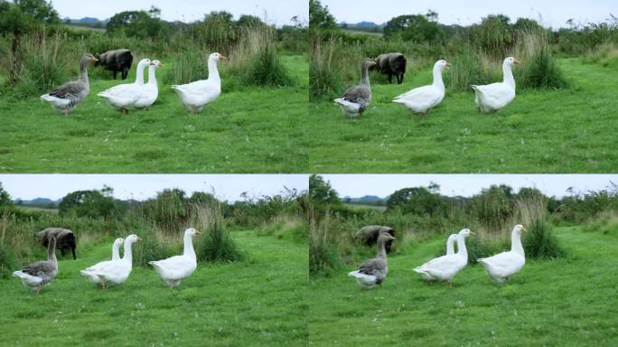 一群白鹅在乡村的河岸上吃草