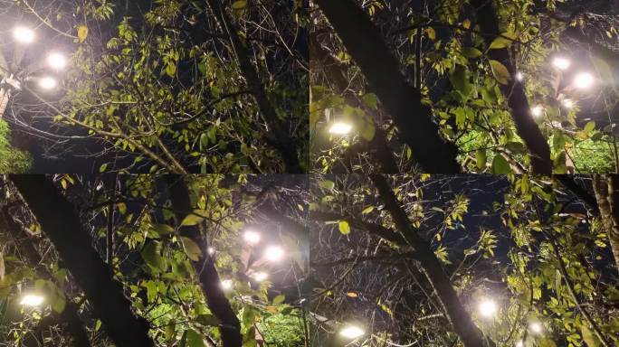 晚风吹树叶夜绿叶灯光下的绿树灯树微风吹树