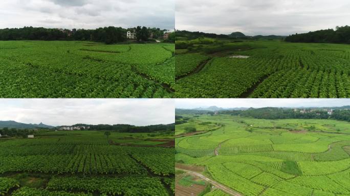 航拍烤烟种植基地 烤烟种植 烟叶种植