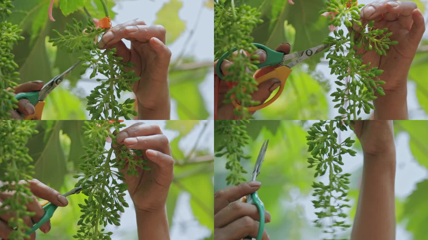 乡村振兴农业种植视频葡萄果园剪枝优选特写