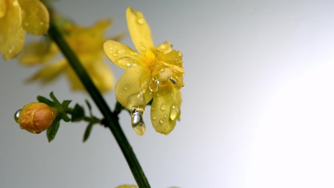 水滴在黄色花瓣上