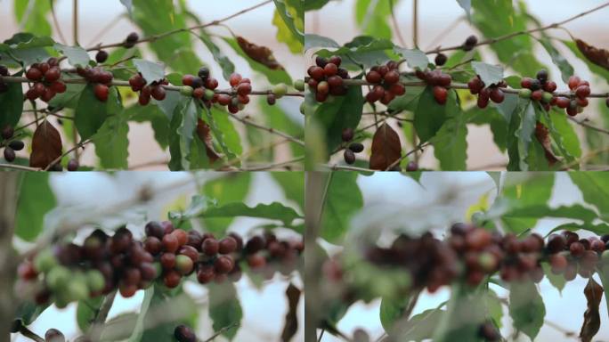 乡村振兴农业种植视频果园咖啡结果特写镜头