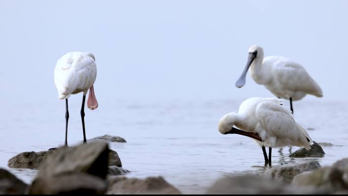 深圳湾红树林保护区觅食的黑脸琵鹭