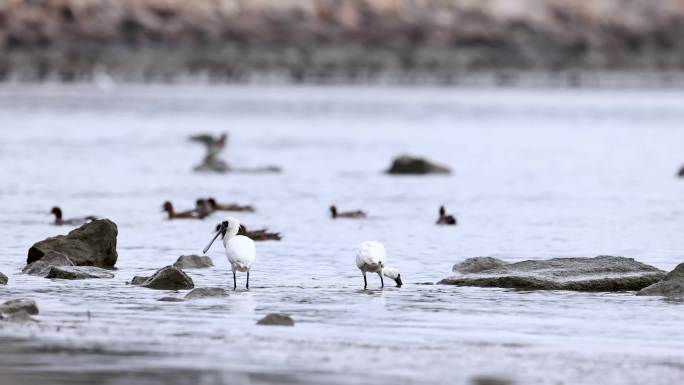 深圳湾红树林保护区觅食的黑脸琵鹭