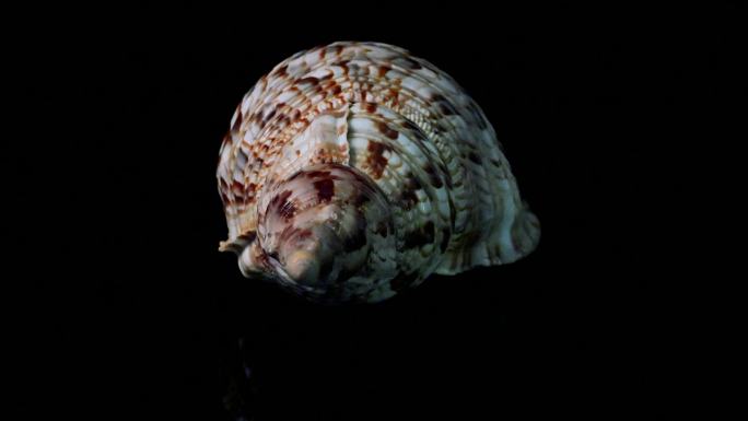 海螺壳仿生设计视频素材