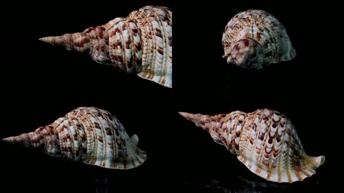 海螺壳仿生设计视频素材