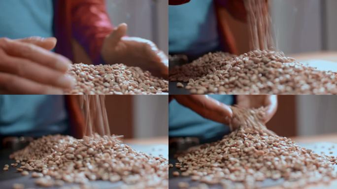 乡村振兴农业科技视频咖啡豆分级
