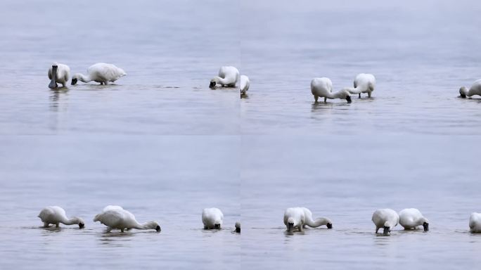 深圳湾红树林保护区觅食的黑脸琵鹭