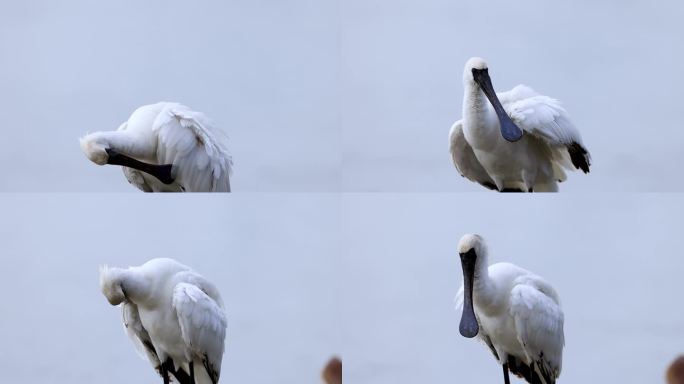 深圳湾红树林保护区黑脸琵鹭清理羽毛（五）