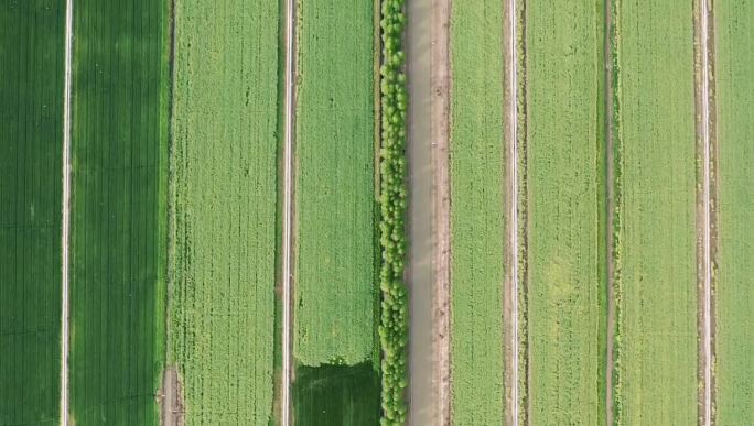 农田垂直俯拍