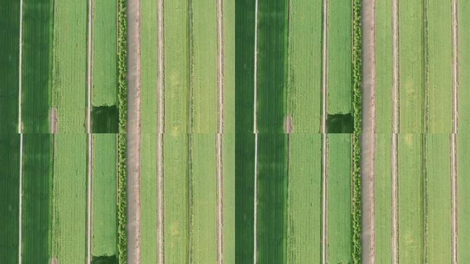 农田垂直俯拍