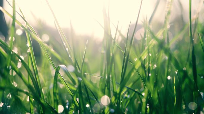 晨露中的绿草谷雨雨水逆光露珠露水风吹草动