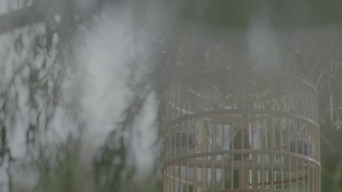 原素材-笼中鸟升格慢镜头ARRI