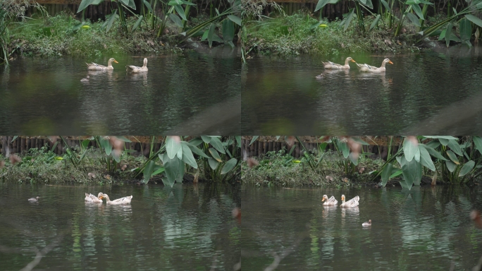 水鸭子在水里嬉戏觅食