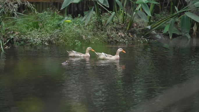 水鸭子在水里嬉戏觅食