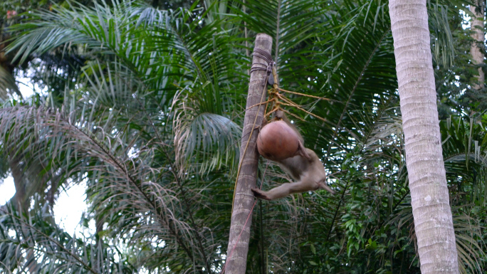 泰国猴子学校摘椰子4K