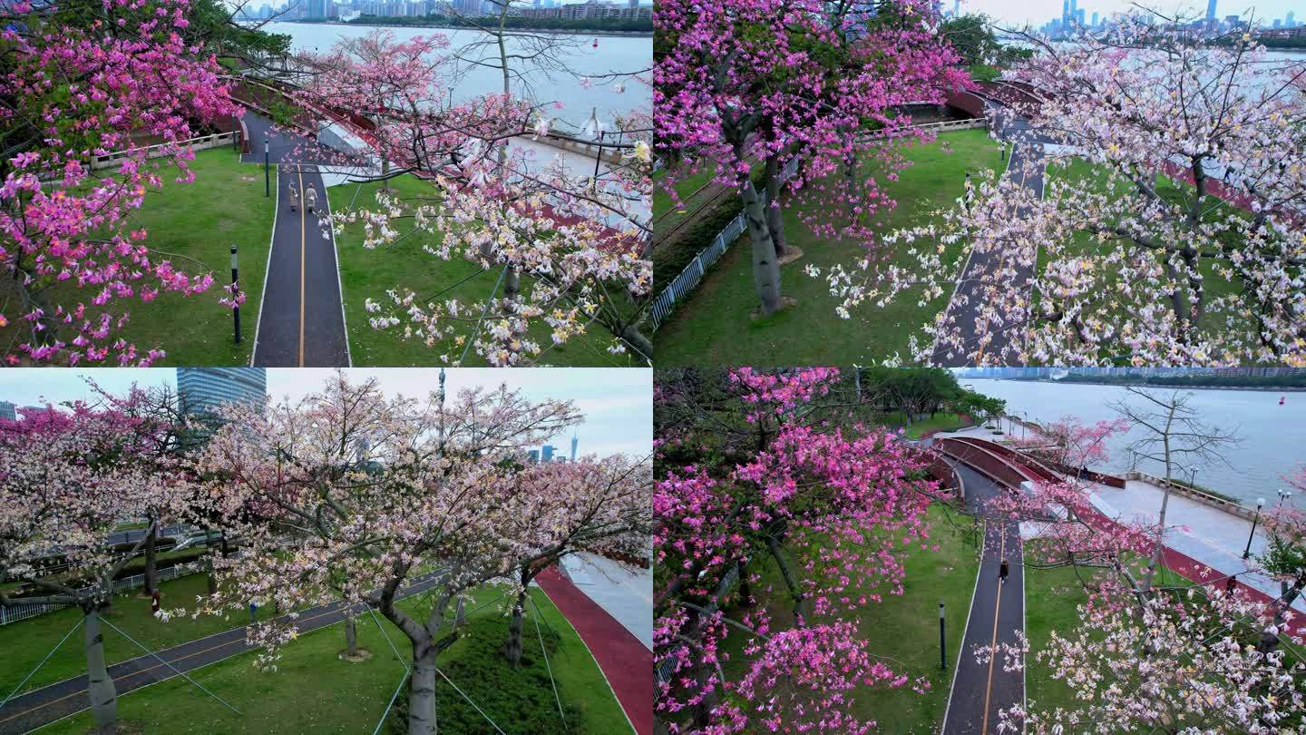 广州异木棉花盛开，唯美风光