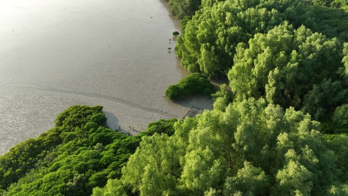 深圳红树林自然保护区航拍