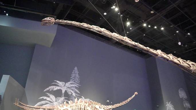 成都自然博物馆恐龙化石