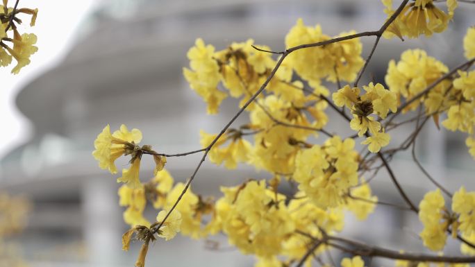 广州三月黄风铃花